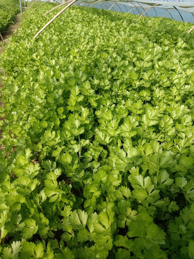 优质香芹，长期提供