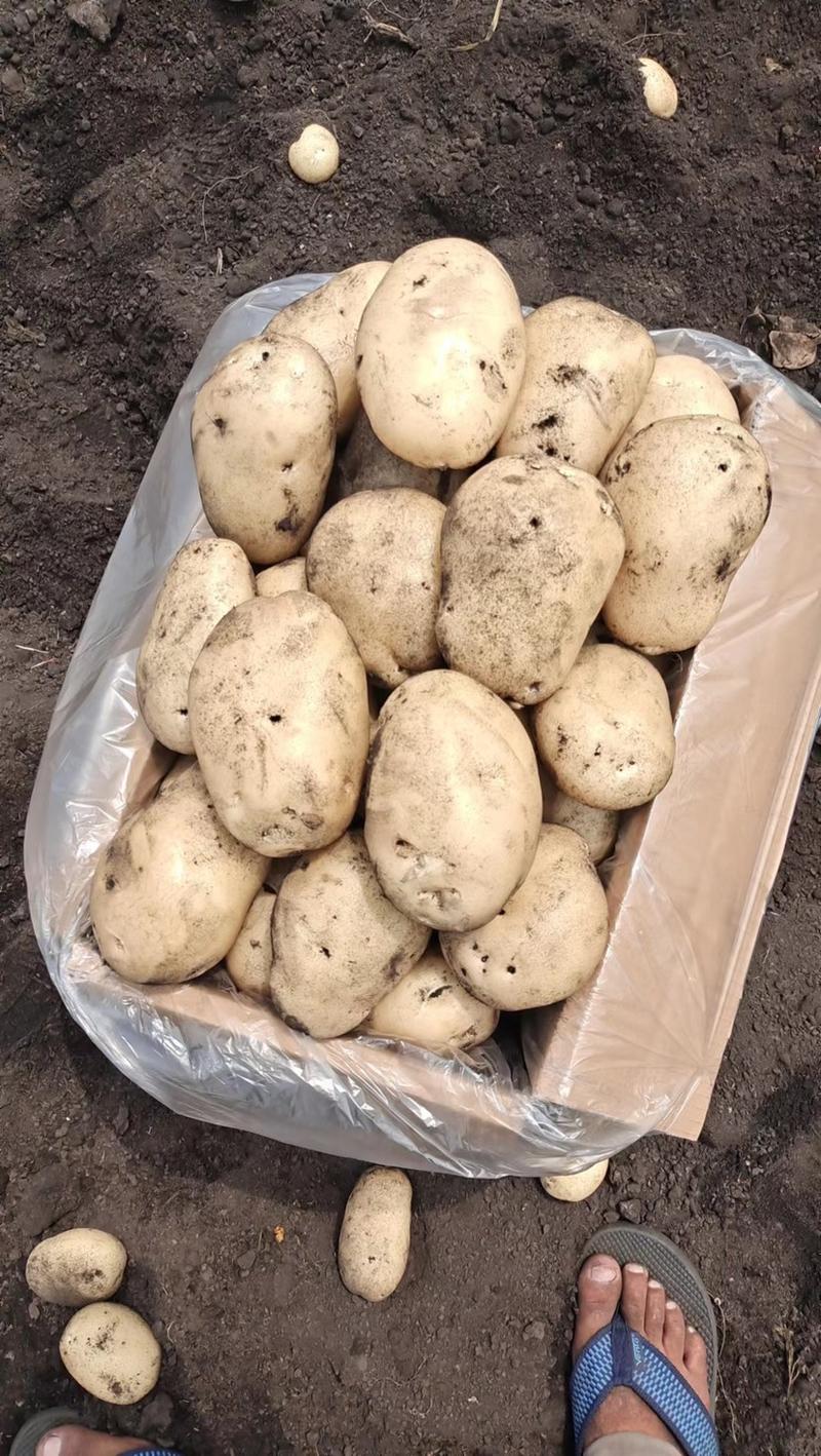 石屏土豆大量上市