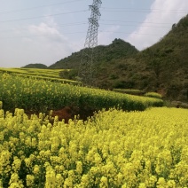 油菜籽，