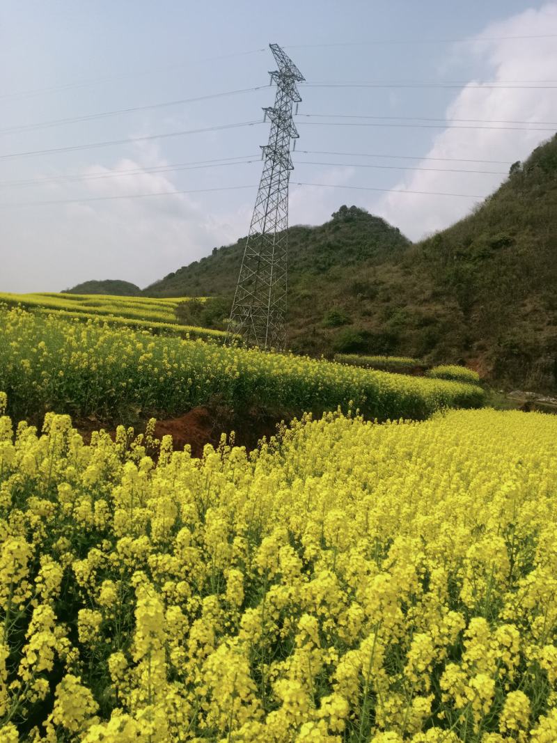 油菜籽，