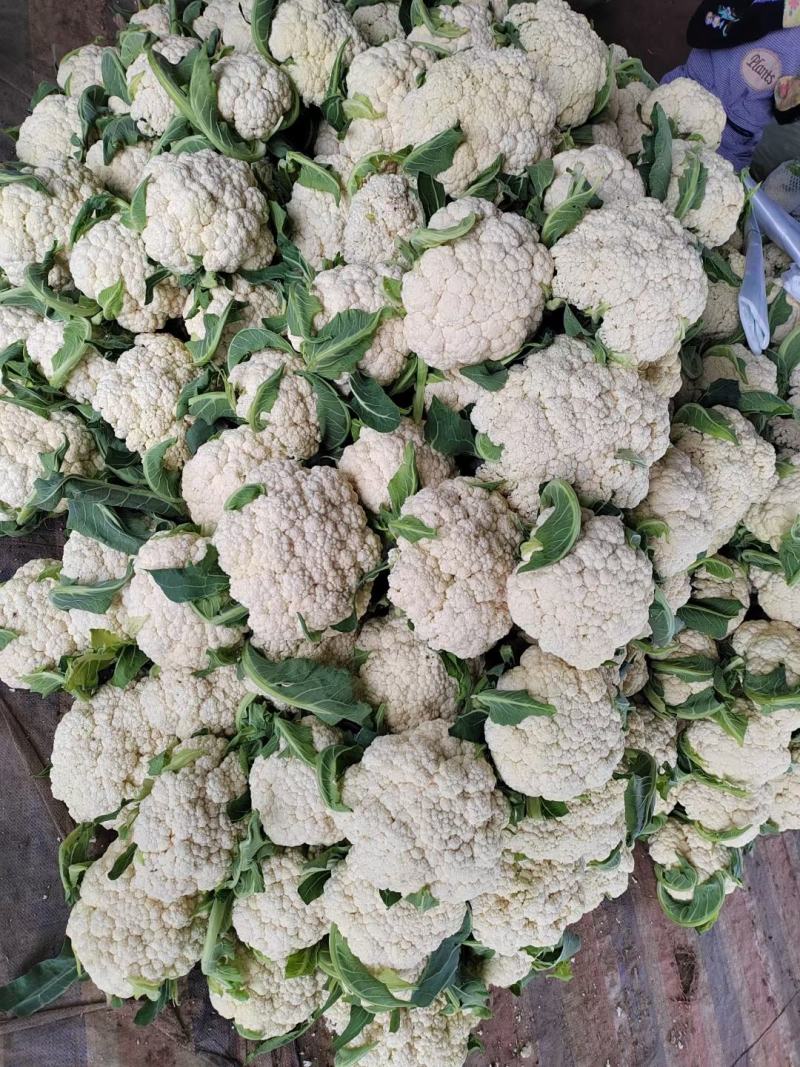 河南精品有机花菜，白花菜，小米花，产地直供保质保量