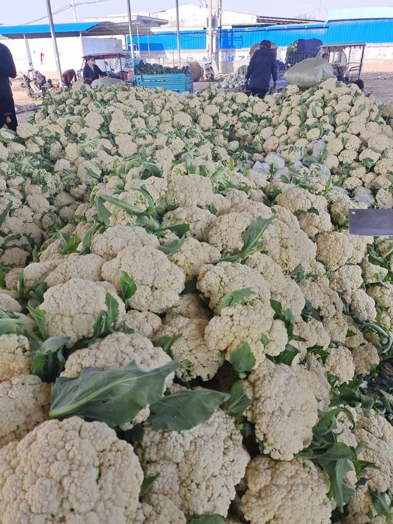 河南精品有机花菜，白花菜，小米花，产地直供保质保量