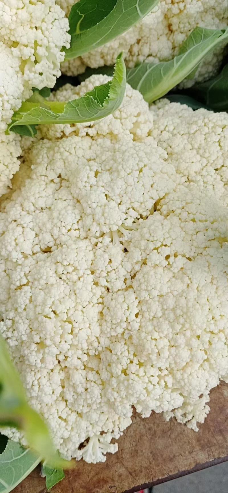 河南精品有机花菜，白花菜，小米花，产地直供保质保量