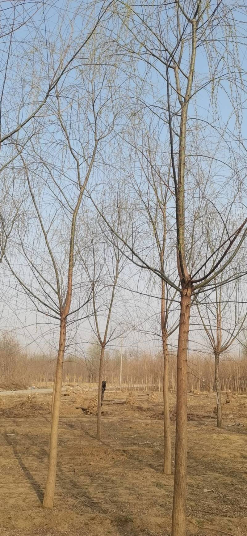 垂柳