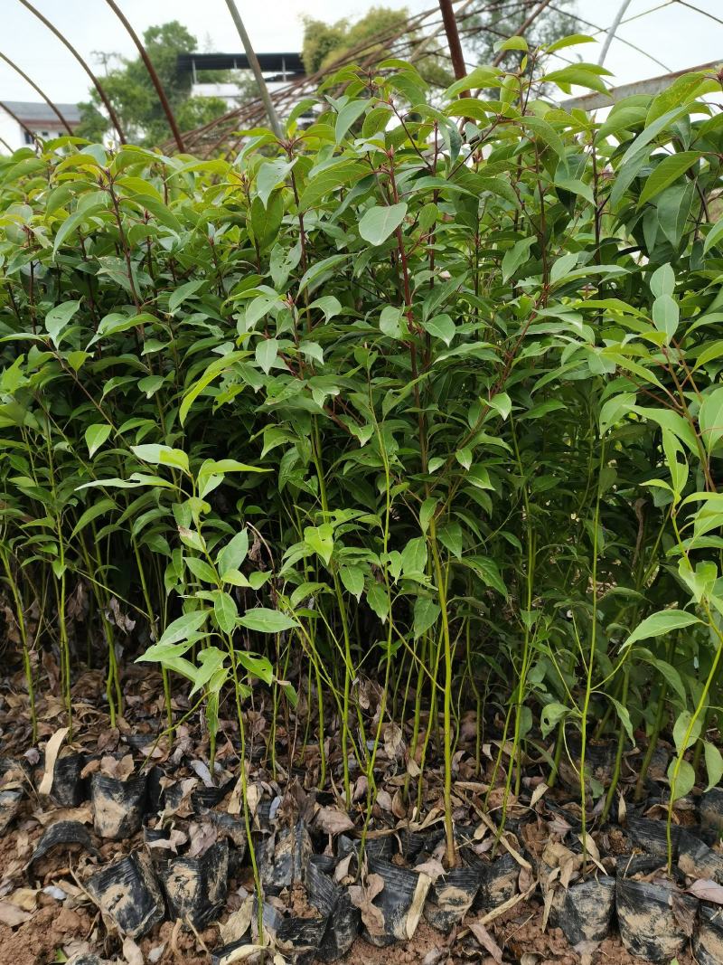 香樟苗（容器苗）规格齐全提供技术指导
