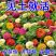 百日草花种子混色百日菊花籽四季开花易活花种子庭院