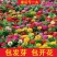 百日草花种子混色百日菊花籽四季开花易活花种子庭院