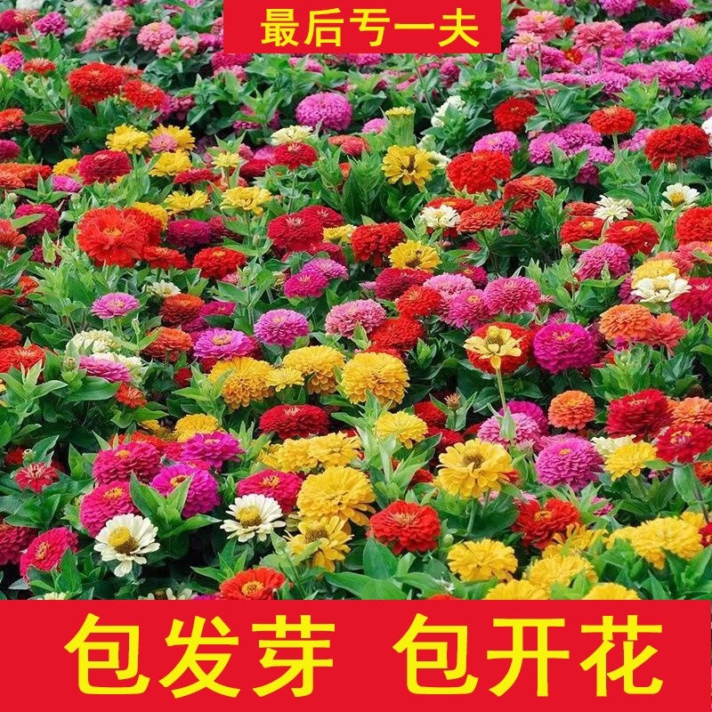 百日草花种子混色百日菊花籽四季开花易活花种子庭院