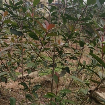 红叶石楠树苗石楠苗基地直发价格实惠规格齐全诚信经营
