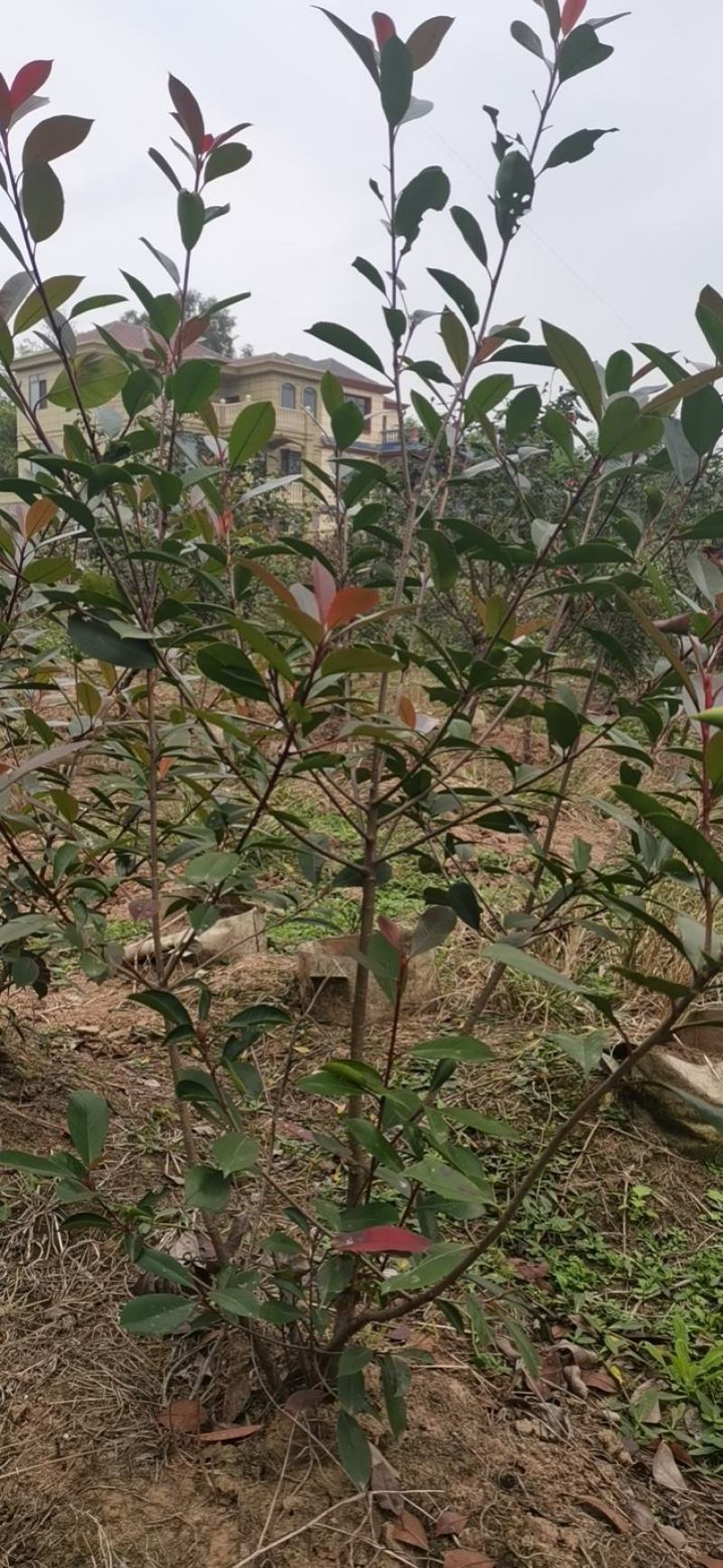 红叶石楠树苗石楠苗基地直发价格实惠规格齐全诚信经营