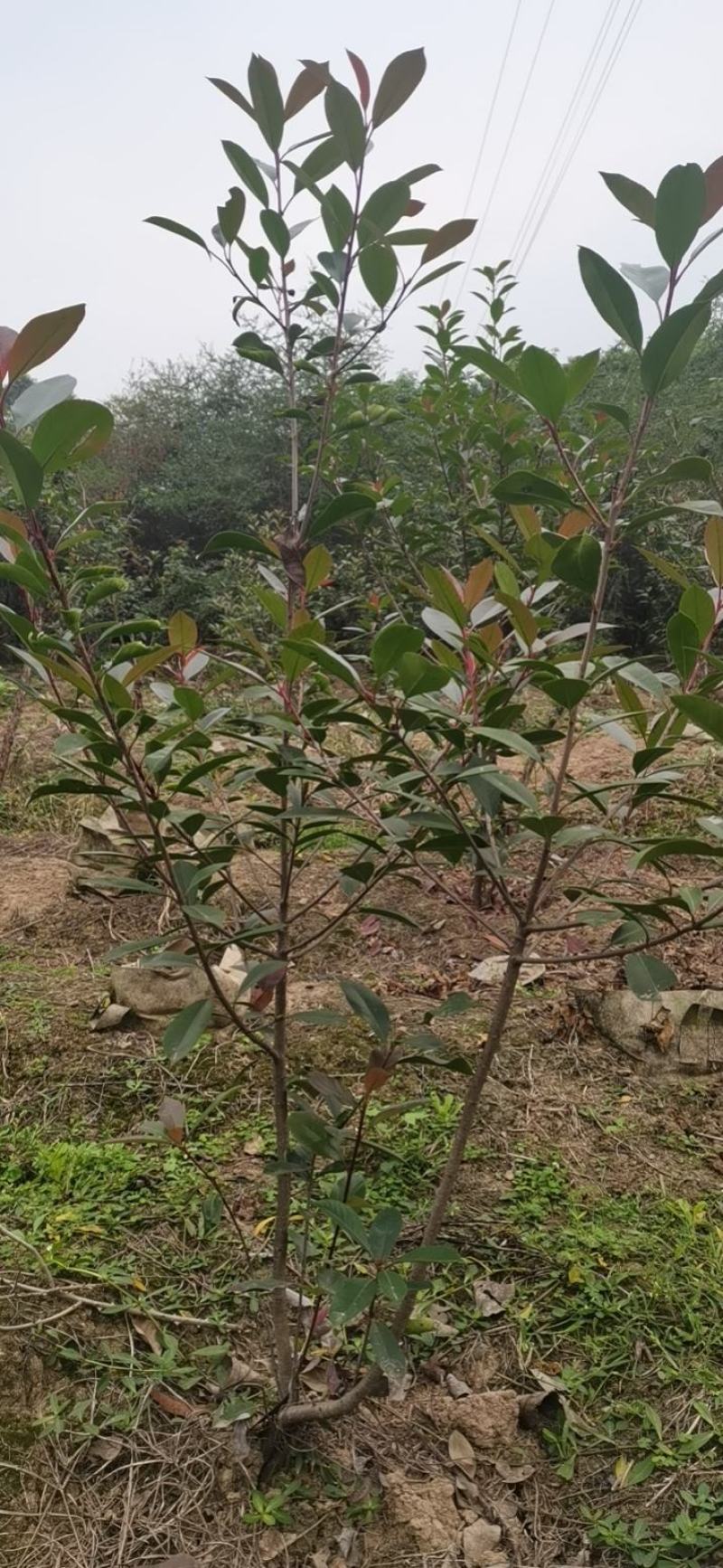 红叶石楠树苗石楠苗基地直发价格实惠规格齐全诚信经营