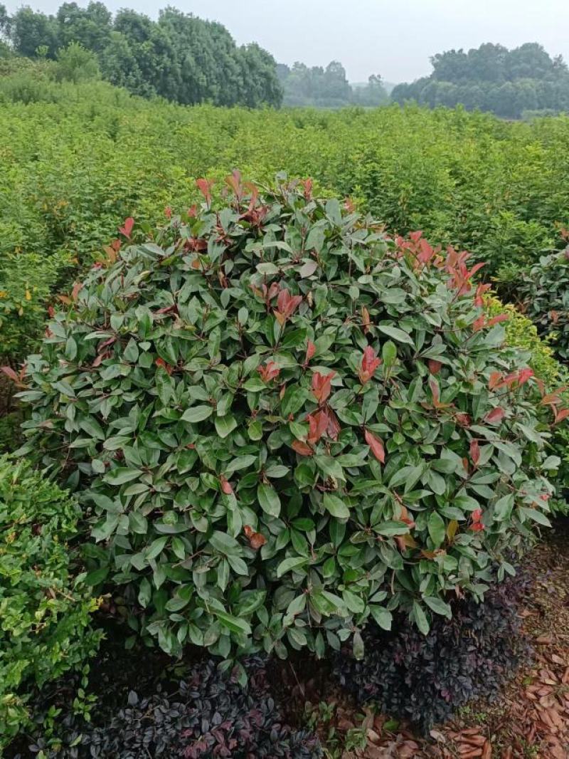 红叶石楠球