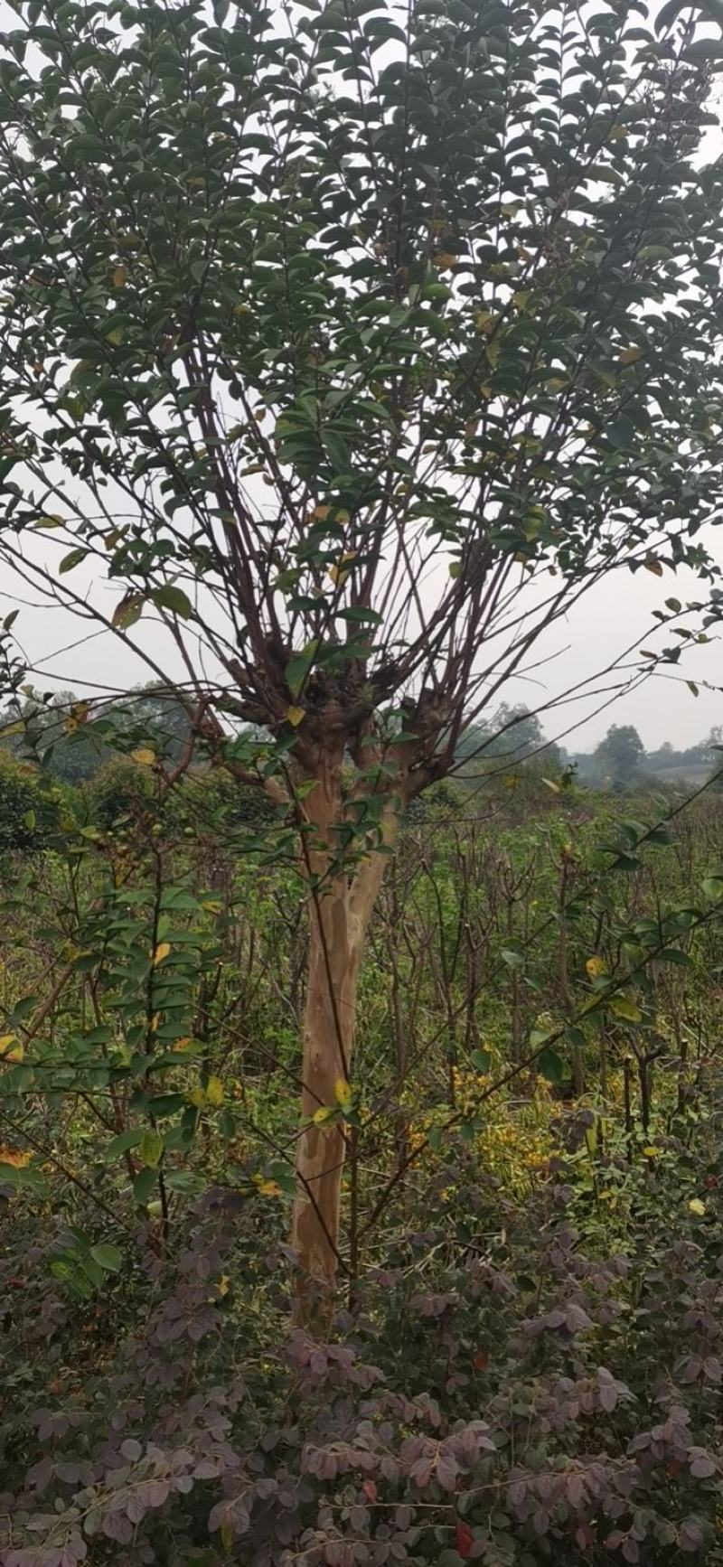 10公分紫薇