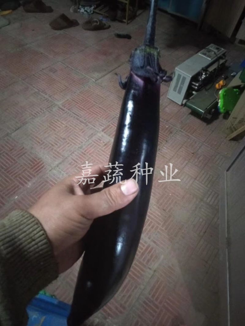 大龙长茄苗，紫把长茄苗，嫁接茄苗，紫黑长茄苗，烧烤茄苗