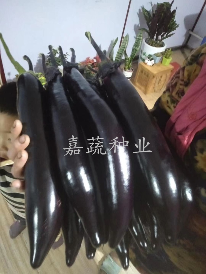 大龙长茄苗，紫把长茄苗，嫁接茄苗，紫黑长茄苗，烧烤茄苗