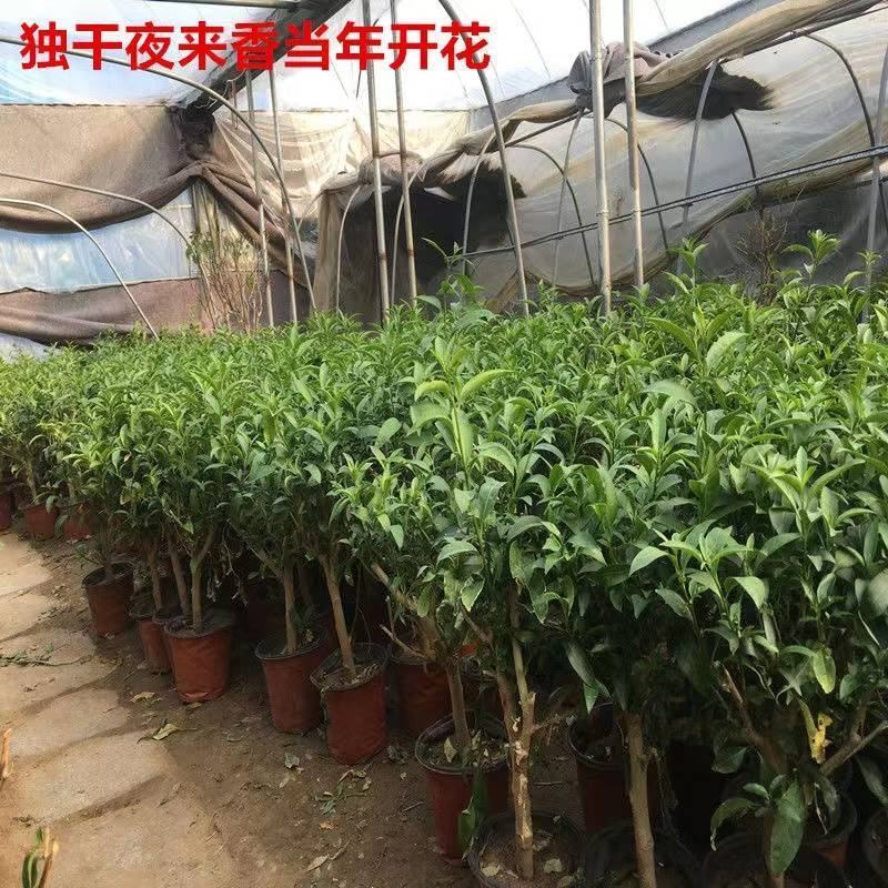 夜来香花苗盆栽夜来香树苗花卉植物室内驱蚊花苗阳台种植