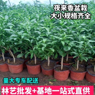 夜来香花苗盆栽夜来香树苗花卉植物室内驱蚊花苗阳台种植