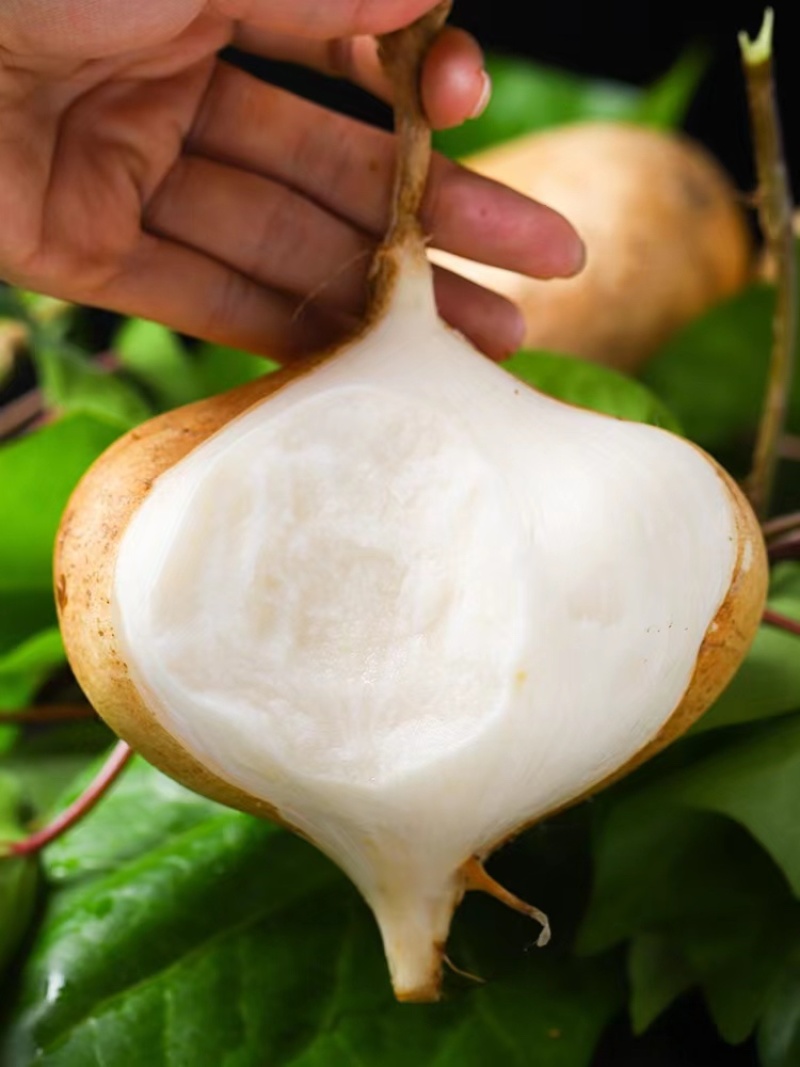 【热卖】湛江鲜凉薯、葛薯，货源充足，量大质优，可视频看货