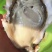 乳山蚝规格定价当天发货，坚持做精品三倍体肥度有保证