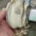 乳山蚝规格定价当天发货，坚持做精品三倍体肥度有保证