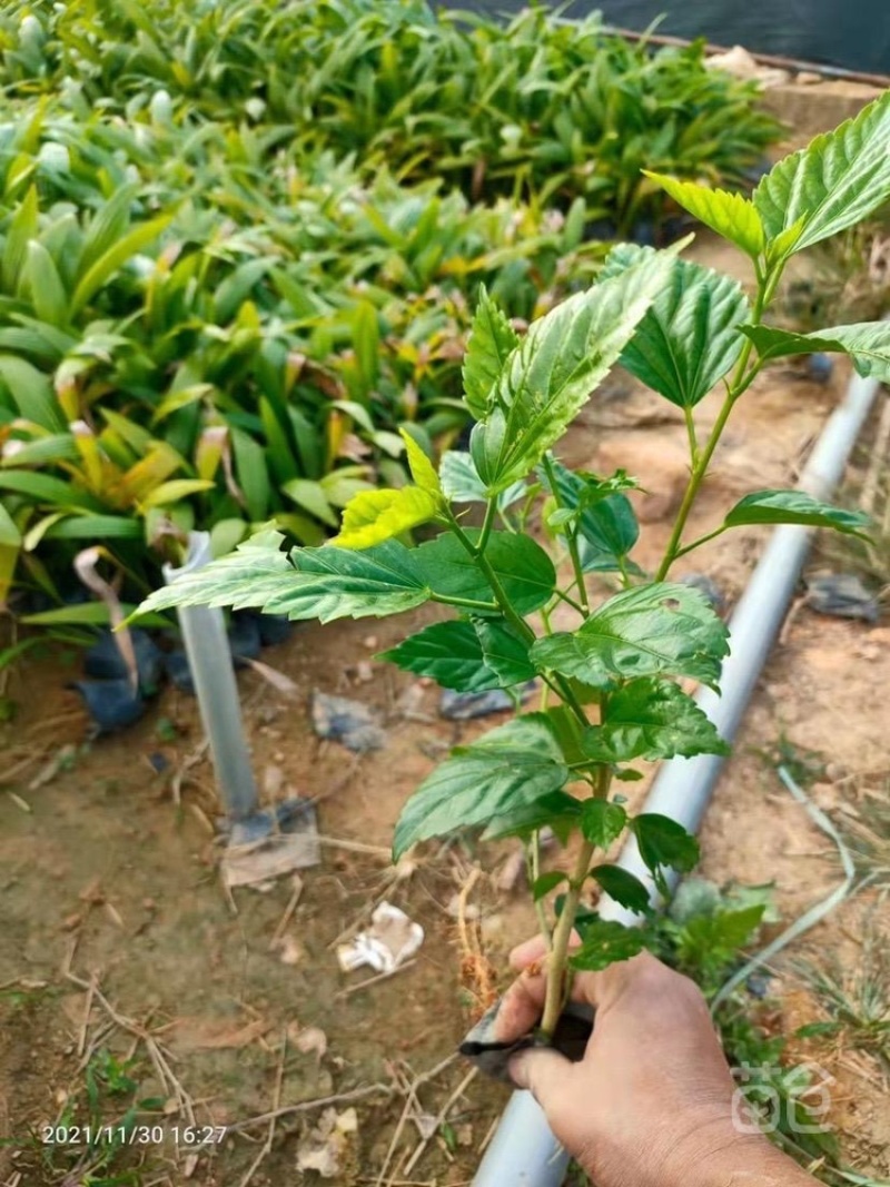 重瓣扶桑基地货源，一手价格，量多优惠