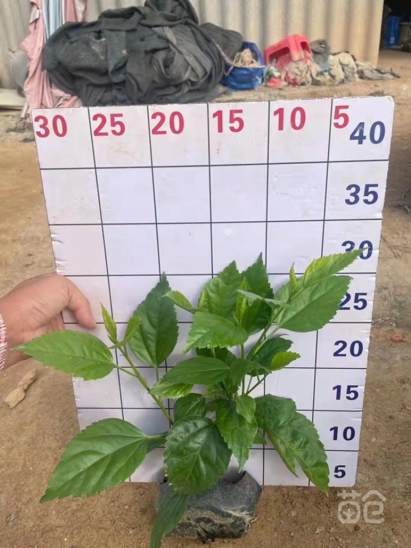 重瓣扶桑基地货源，一手价格，量多优惠
