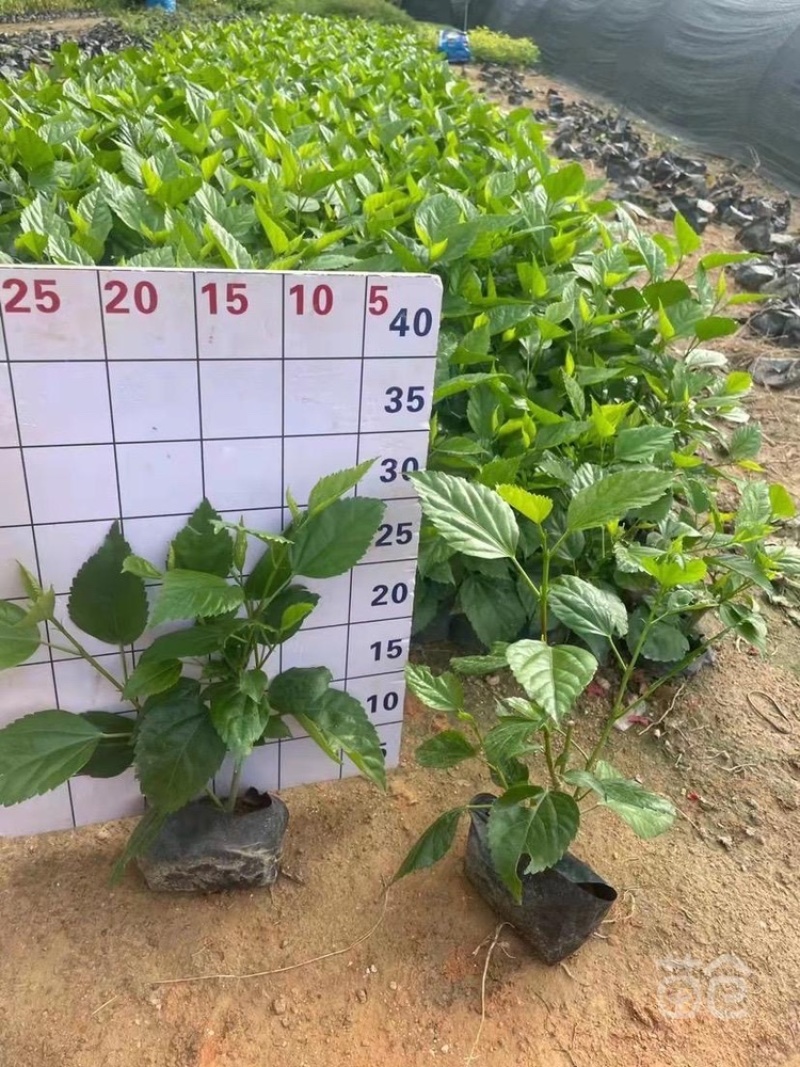 重瓣扶桑基地货源，一手价格，量多优惠
