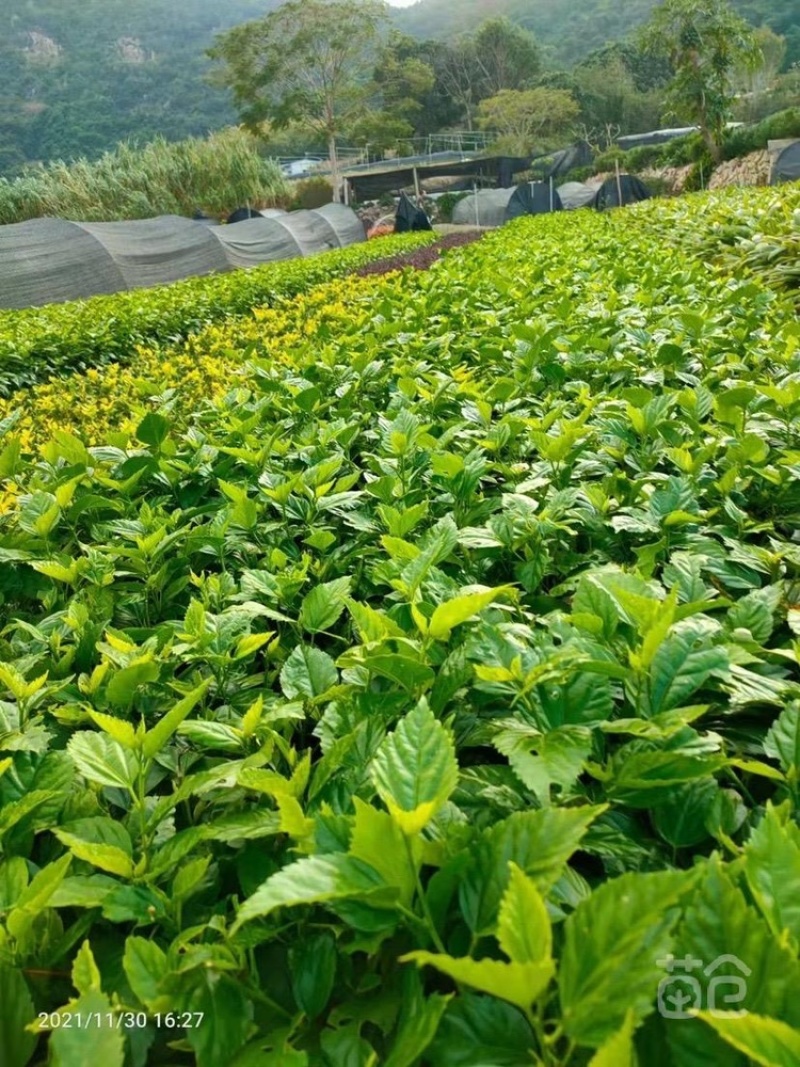 重瓣扶桑基地货源，一手价格，量多优惠