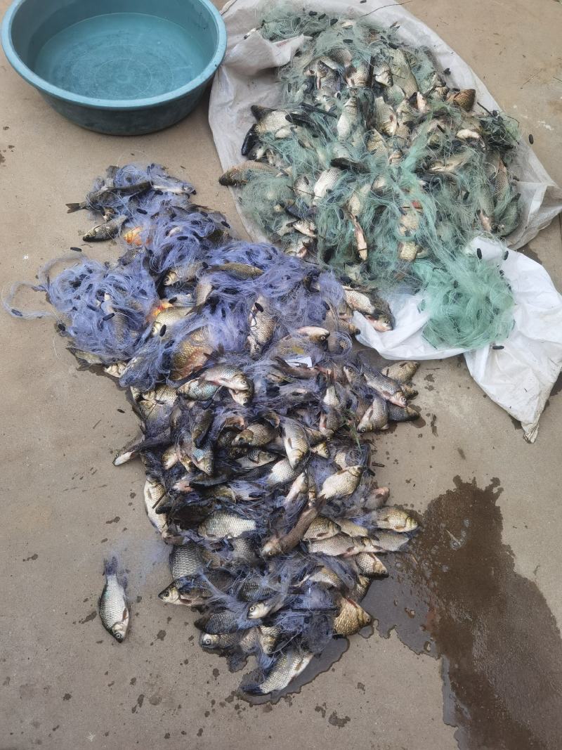 淡水鱼