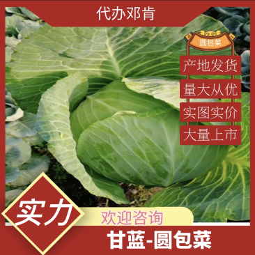 『实力』新鲜圆包菜扁包菜大量上市，保证质量，价格实惠。