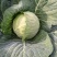 『实力』新鲜圆包菜扁包菜大量上市，保证质量，价格实惠。