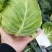 『实力』新鲜圆包菜扁包菜大量上市，保证质量，价格实惠。