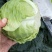 『实力』新鲜圆包菜扁包菜大量上市，保证质量，价格实惠。