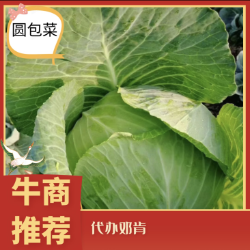 『牛商』扁包菜价格实惠，规格齐全，量大从优，欢迎咨询！