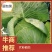 『牛商』扁包菜价格实惠，规格齐全，量大从优，欢迎咨询！
