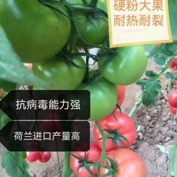 山东潍坊寿光西红柿苗番茄苗,早春越夏秋延越冬番茄苗常年有