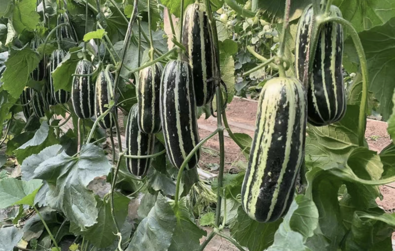 展示哈密瓜整枝方式,包括单蔓整枝和双蔓整枝的示意图 哈密瓜整枝管理示意图