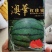 澳华红珍蜜西瓜种子，50克.籽少，口感佳，奶香味