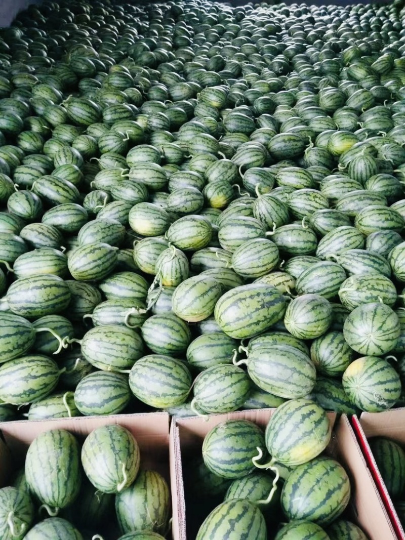 【实力热卖】全美2K小糖丸西瓜🍉皮薄多汁，红瓤黑籽。