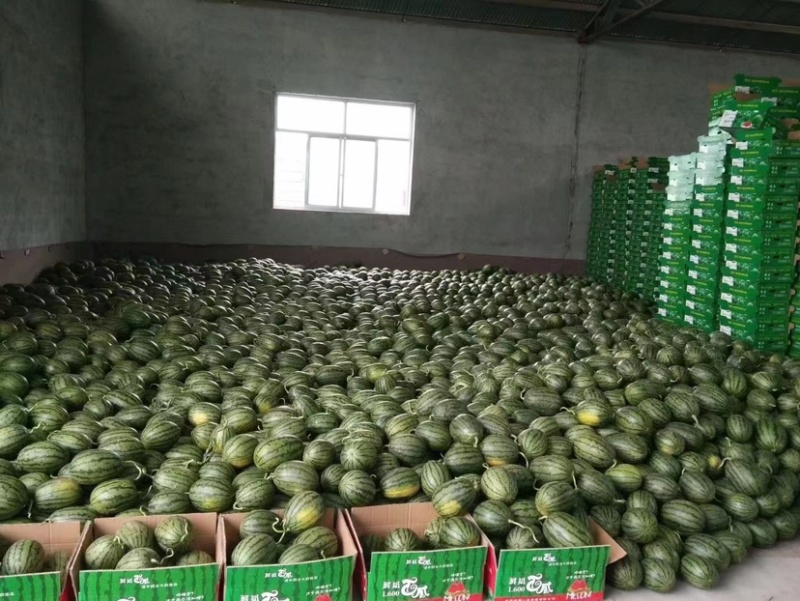 【实力热卖】全美2K小糖丸西瓜🍉皮薄多汁，红瓤黑籽。
