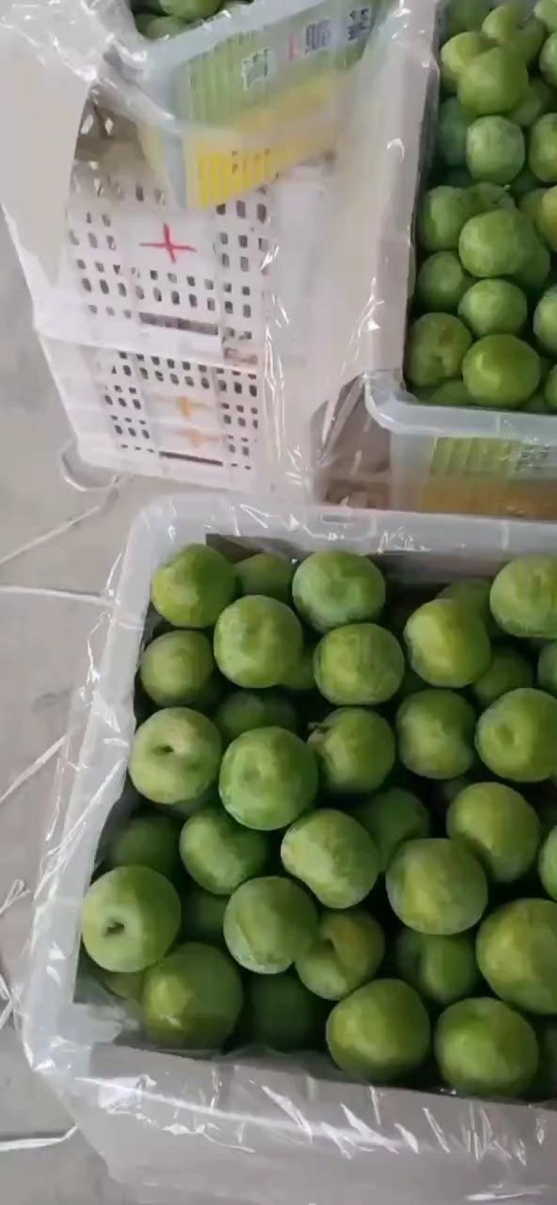四川青脆李大量上市产地直供品质保证对接市场商超