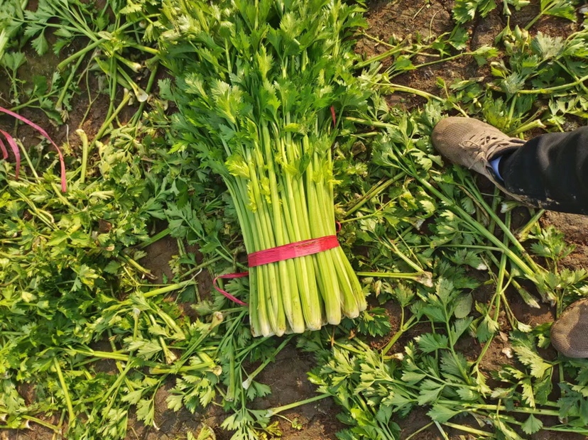 图片说明:工人正在田间收割成熟的西芹,植株高大整齐,叶柄洁白肥厚,捆扎成束准备装车,旁边放置农产品质量安全检测标签,体现标准化生产流程 西芹采收与商品标准