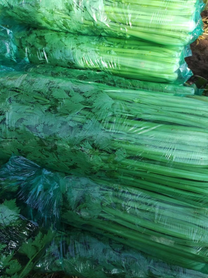 河北邯郸精品芹菜产地直发大量供应质量保证代发全国