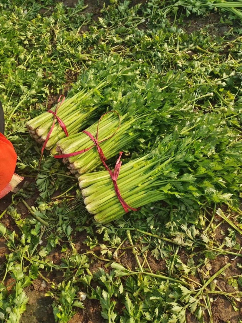 河北邯郸精品芹菜产地直发大量供应质量保证代发全国