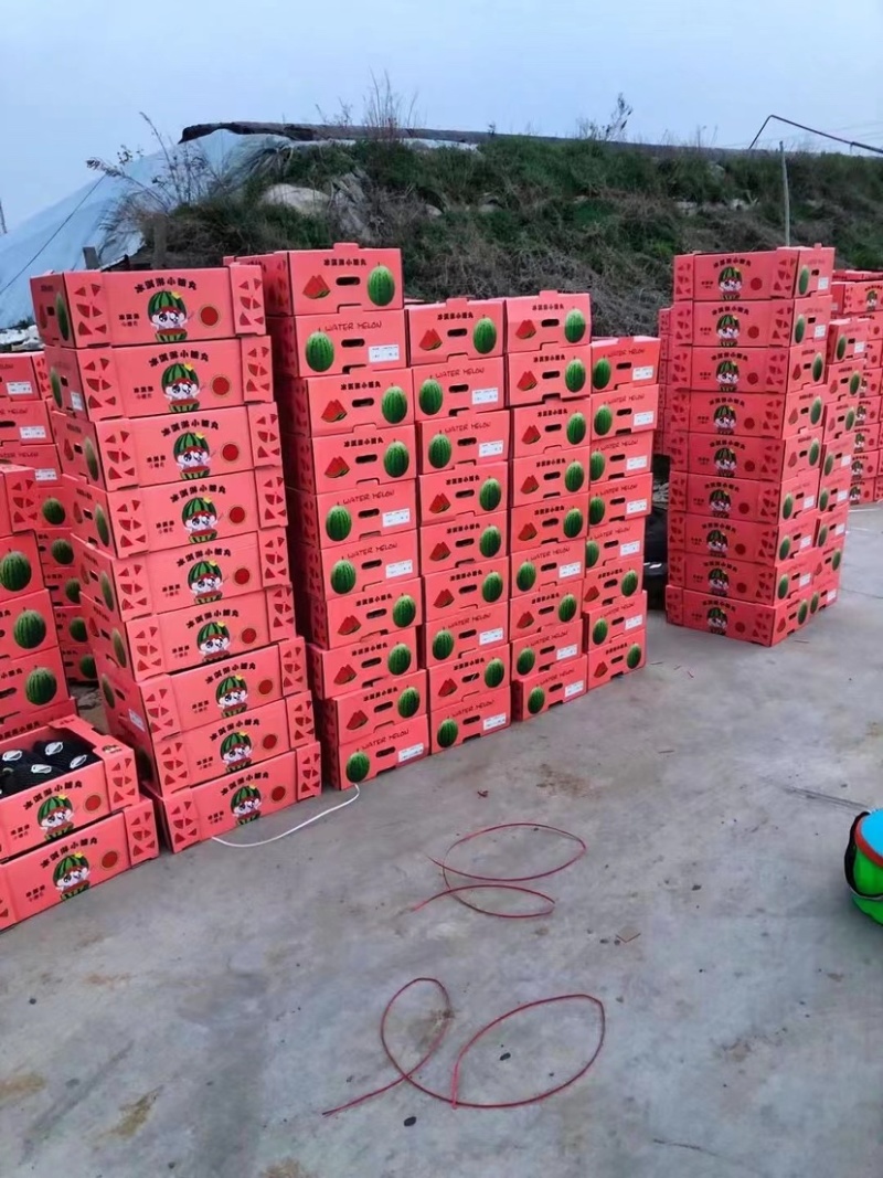 【实力热卖】全美2K小糖丸西瓜🍉皮薄多汁，红瓤黑籽。