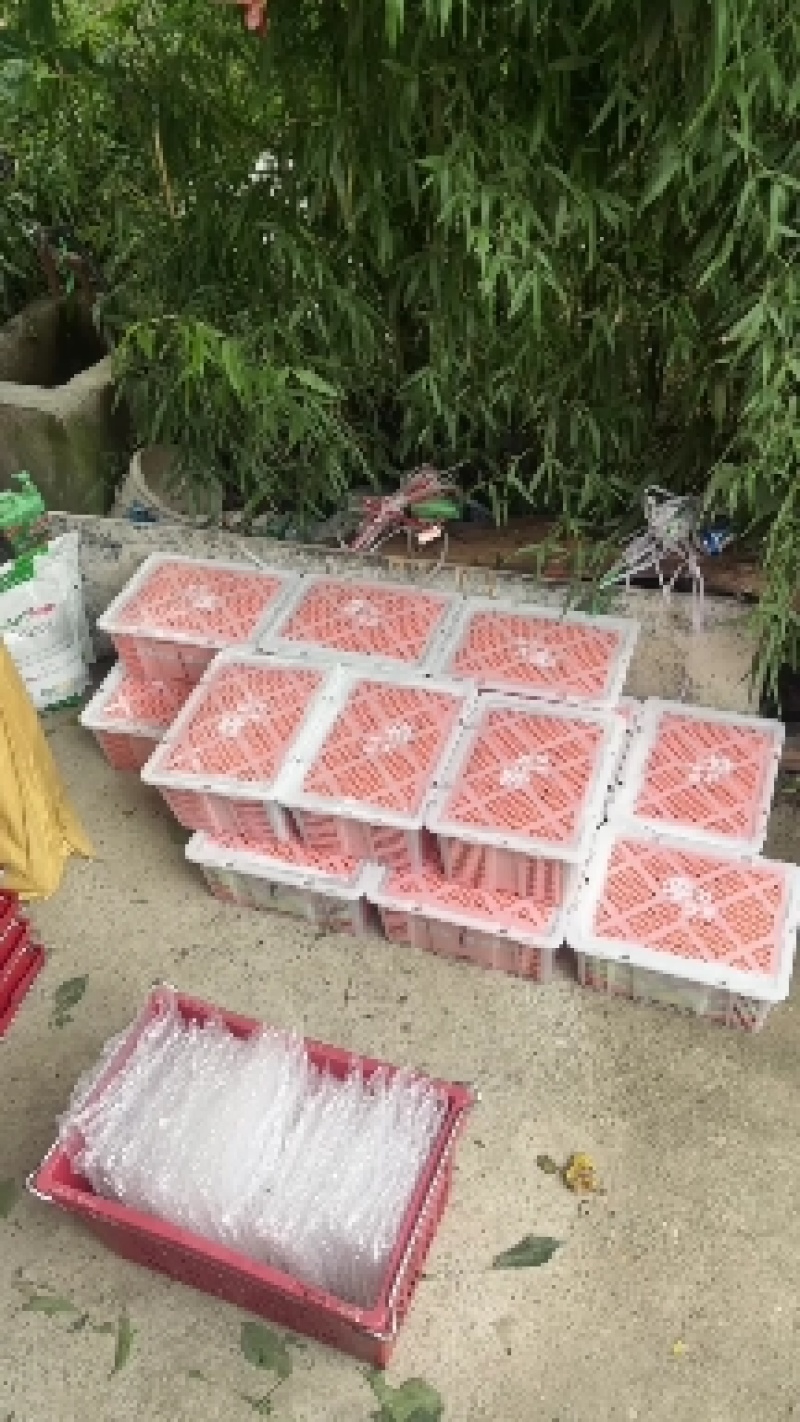 四川青脆李大量上市产地直供品质保证对接市场商超
