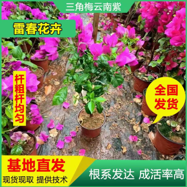 【1000棵】重瓣三角梅花苗云南紫色树苗绿化工程苗盆栽苗