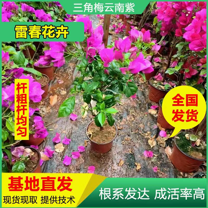 【1000棵】重瓣三角梅花苗云南紫色树苗绿化工程苗盆栽苗