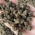 中药材猫爪草中药猫爪草野生新鲜正品水洗猫爪草