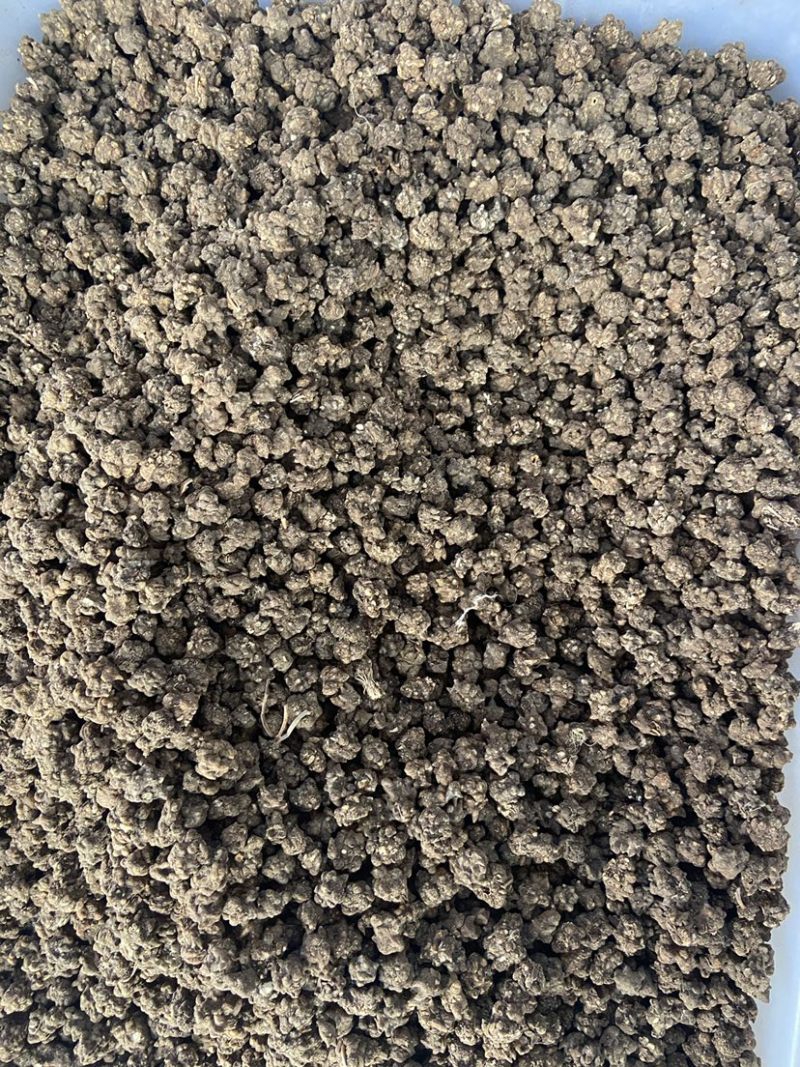 中药材猫爪草中药猫爪草野生新鲜正品水洗猫爪草